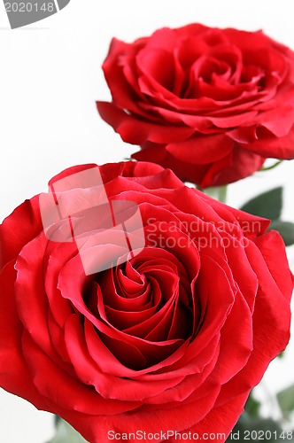 Image of Red roses