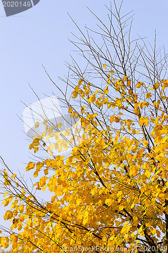 Image of Autumn tree on sky background