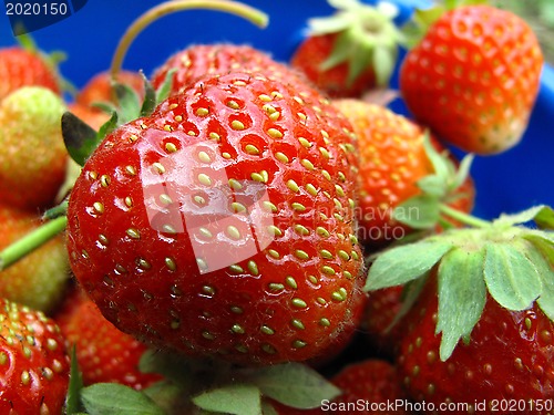 Image of Fresh strawberries