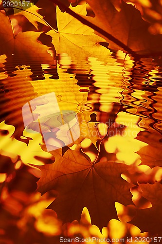 Image of Branch of bright autumn maple foliage with water ripples