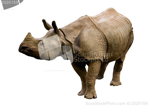 Image of  Rhino