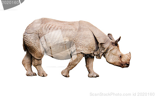 Image of  Rhino