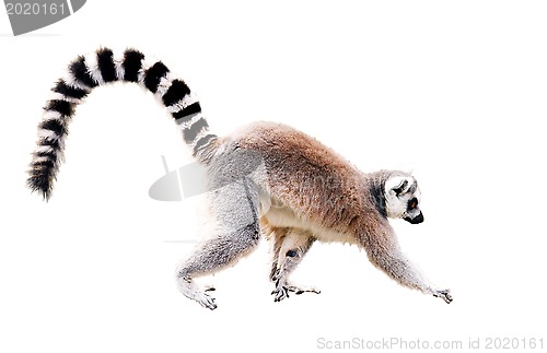 Image of Lemur