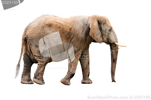 Image of  Elephant