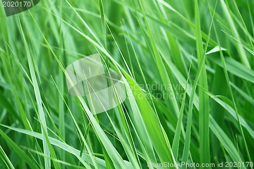 Image of Green grass closeup