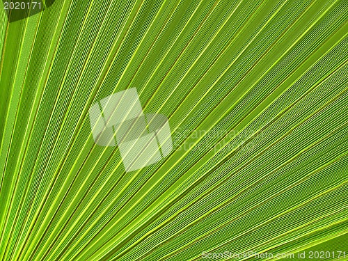 Image of Tropical plant leaf closeup