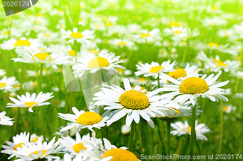 Image of Beautiful chamomile flowers