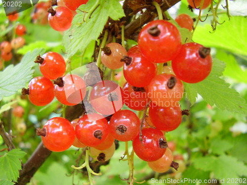 Image of Currant