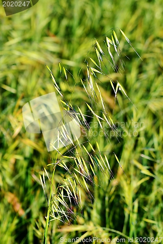 Image of grass in bright sunlight
