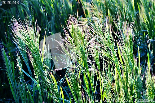 Image of grass in bright sunlight