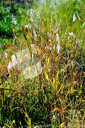 Image of grass in bright sunlight