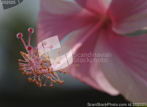 Image of Detail of pink hibiscus