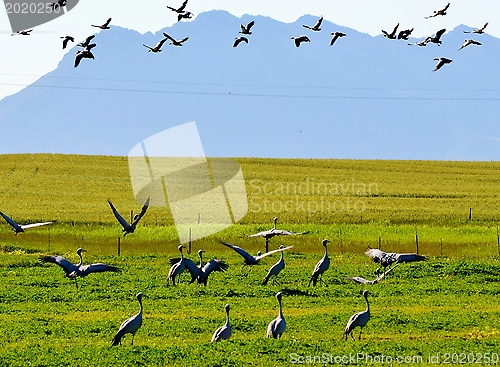 Image of Blue Crane