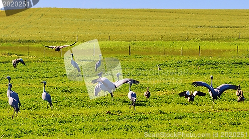 Image of Blue Crane