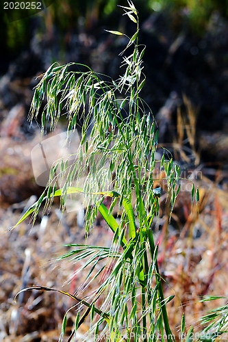 Image of grass in bright sunlight