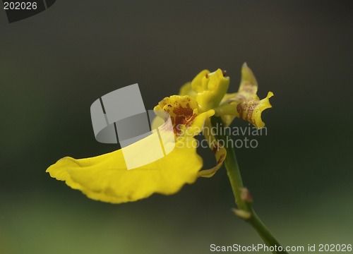 Image of Small yellow orchid