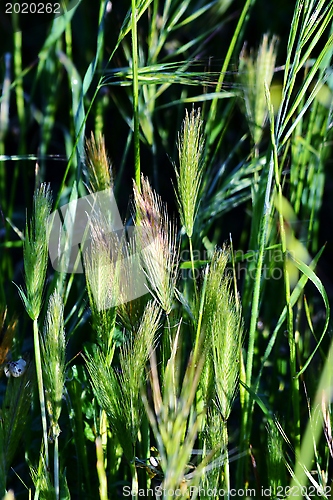 Image of grass in bright sunlight