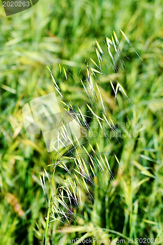 Image of grass in bright sunlight