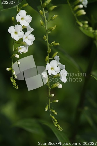 Image of White flowers on green background