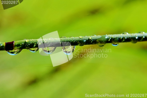 Image of Raindrops on bamboo grass