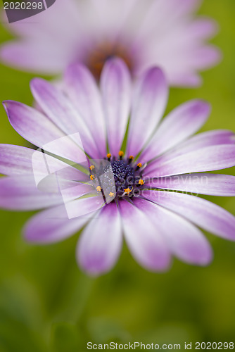 Image of African Daisy Flower