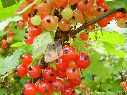 Image of Currant