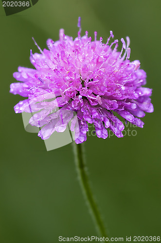 Image of labiate aquatica scabioso