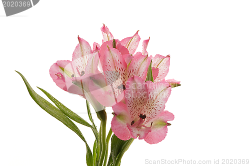 Image of Beautiful Alstroemeria