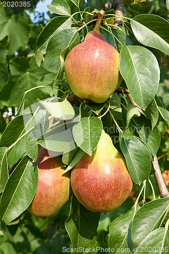 Image of Ripe pear fruit on a tree branch