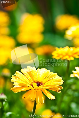 Image of yellow gerber flower with water drops 