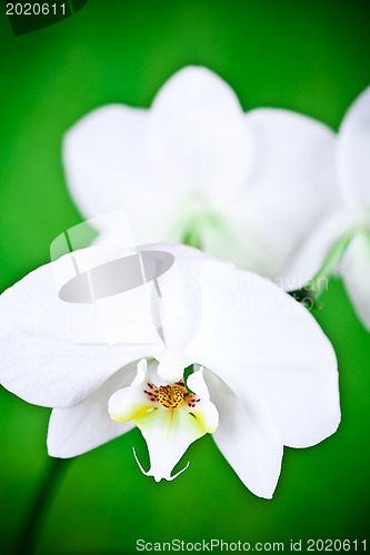 Image of branch of white orchid 