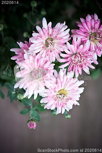Image of pink flowers of chrysanthemum