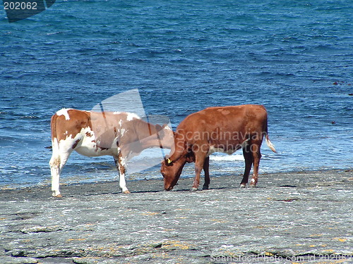 Image of Cows by the sea