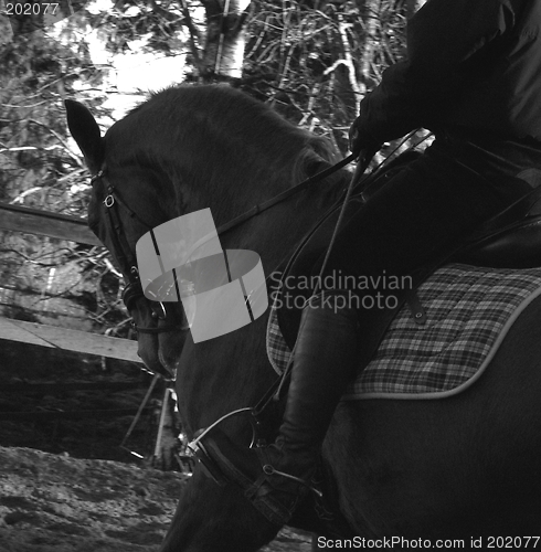 Image of Horse rider in action