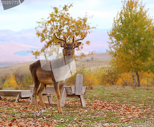 Image of deer buck in an enclousure