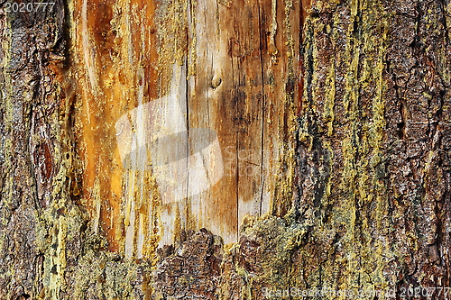 Image of old scar on a spruce