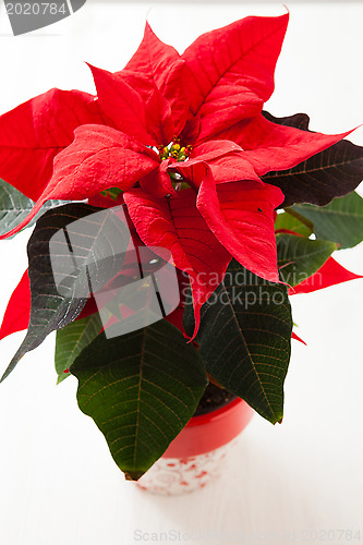 Image of Christmas star poinsettia