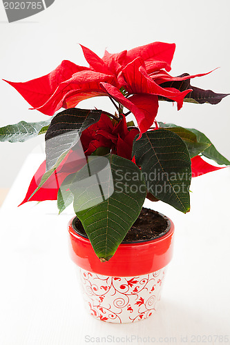 Image of Christmas star poinsettia