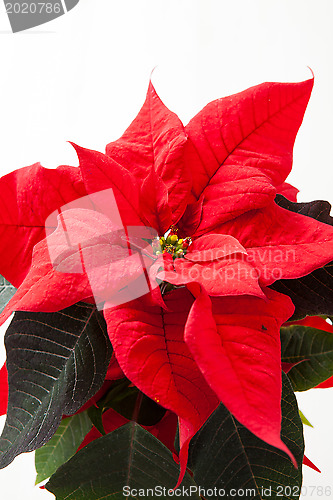 Image of Christmas star poinsettia