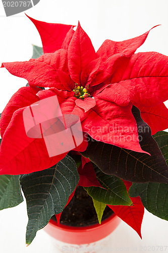 Image of Christmas star poinsettia