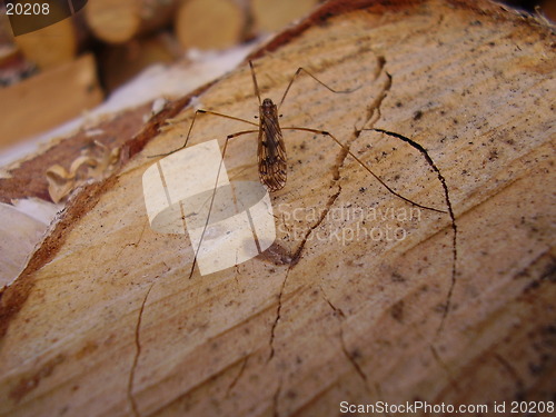 Image of Insect sitting on the firewood