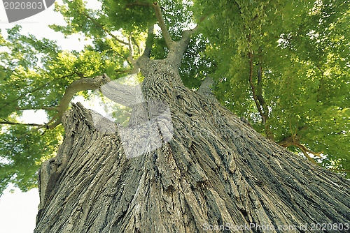 Image of giant elm tree