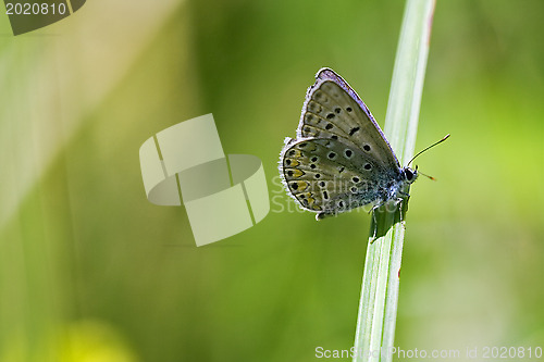 Image of butterfly in the bush