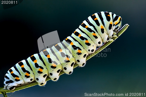 Image of caterpillar of a Papilio Macaone on green branch