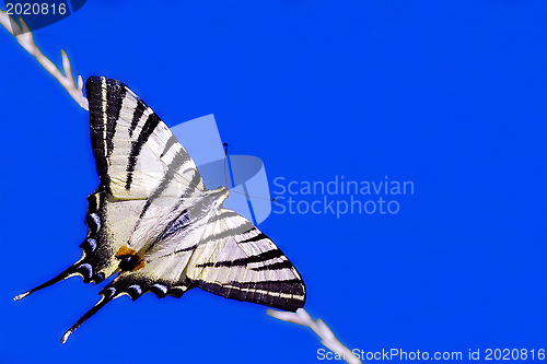 Image of butterfly papilo macaone