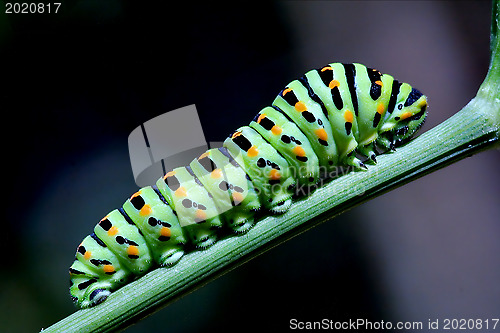Image of caterpillar  on green branch