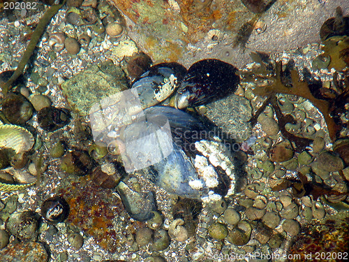 Image of mussel