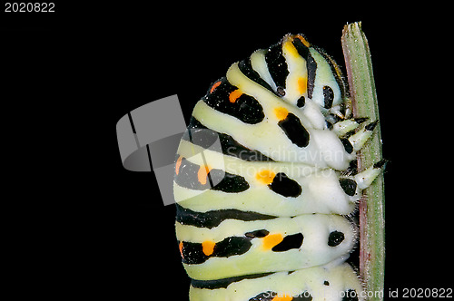 Image of head of caterpillar 