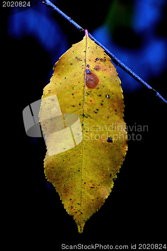 Image of  blue in autumn