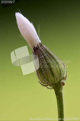 Image of white flower in the green and black